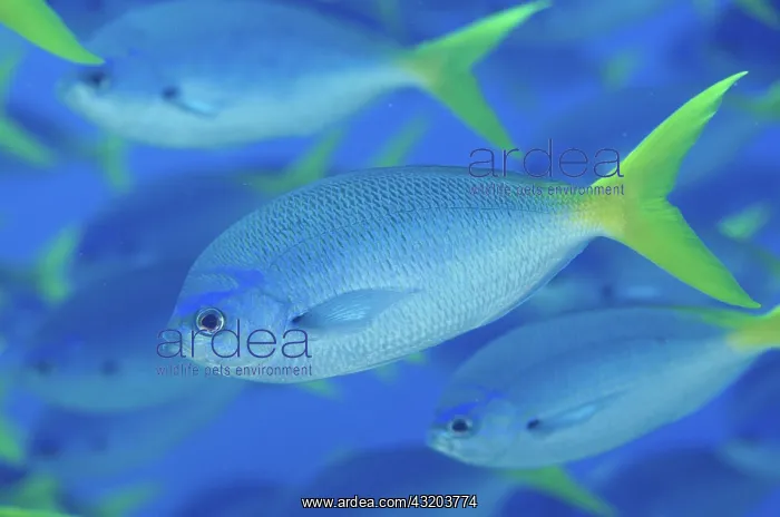 : 80193414 Yellowtail Fusiliers Fiabacet's Delight : 80193414 Yellowtail Fusiliers Fiabacet's Delight