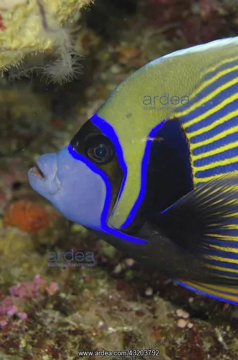 : 80193416 Emperor Angelfish Night dive, Barracuda : 80193416 Emperor Angelfish Night dive, Barracuda