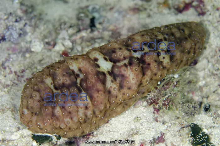 : 80193417 Night-wandering Sea Cucumber Night dive : 80193417 Night-wandering Sea Cucumber Night dive