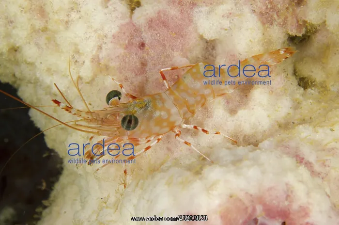 : 80193419 Reticulated Hinge-beak Shrimp Night dive : 80193419 Reticulated Hinge-beak Shrimp Night dive