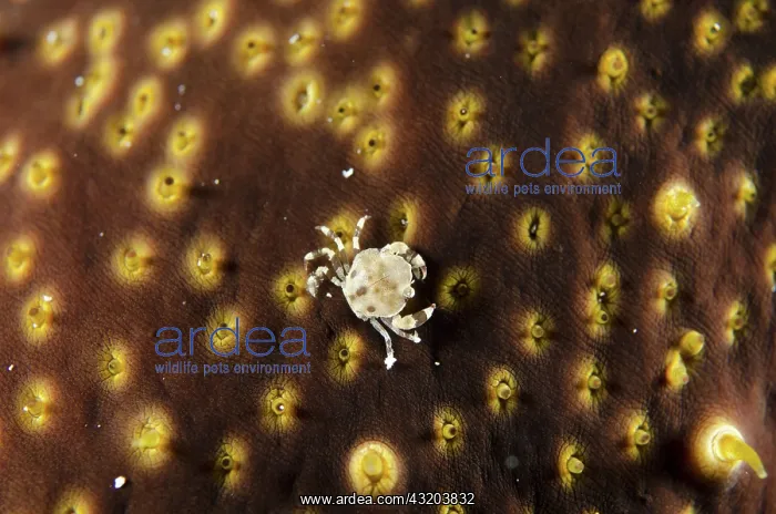: 80193420 Sea Cucumber Swimming Crab - on Sea Cucumber : 80193420 Sea Cucumber Swimming Crab - on Sea Cucumber