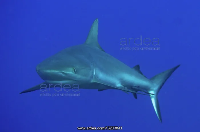 : 80193421 Grey Reef Shark Boo Rocks dive site, Boo : 80193421 Grey Reef Shark Boo Rocks dive site, Boo