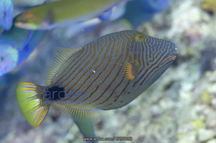 : 80193422 Orange-lined Triggerfish Boo Rocks dive : 80193422 Orange-lined Triggerfish Boo Rocks dive
