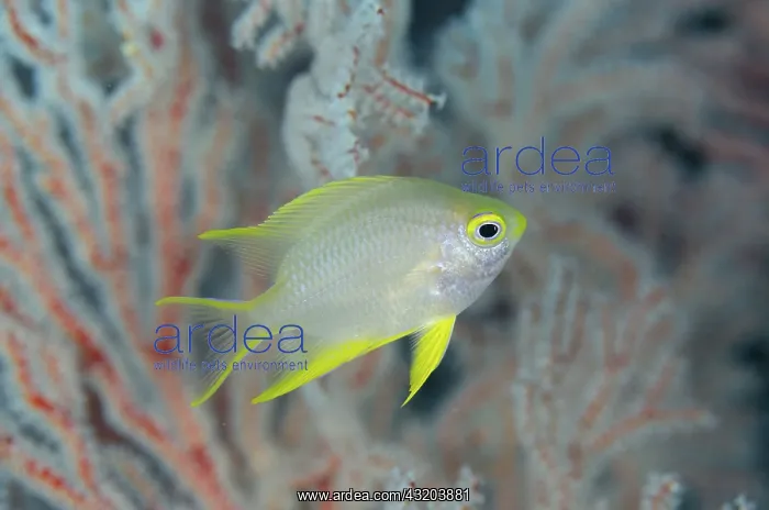 : 80193424 Ternate Damselfish Boo Point East dive : 80193424 Ternate Damselfish Boo Point East dive