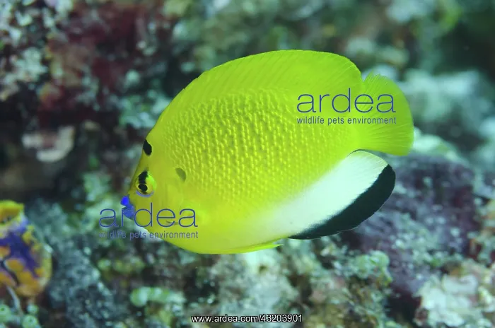 : 80193426 Three-Spot Angelfish Boo Point East dive : 80193426 Three-Spot Angelfish Boo Point East dive