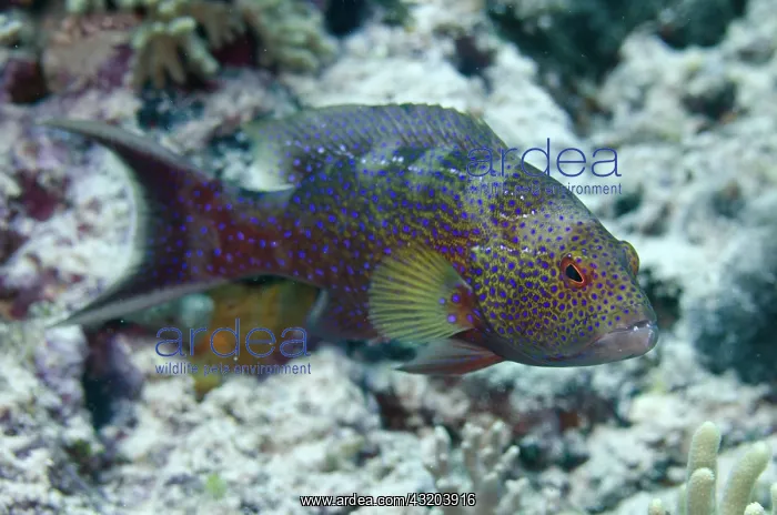 : 80193427 Lyretail Grouper Romeo dive site, Wayil : 80193427 Lyretail Grouper Romeo dive site, Wayil