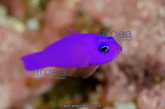 : 80193428 Magenta Dottyback Romeo dive site, Wayil : 80193428 Magenta Dottyback Romeo dive site, Wayil