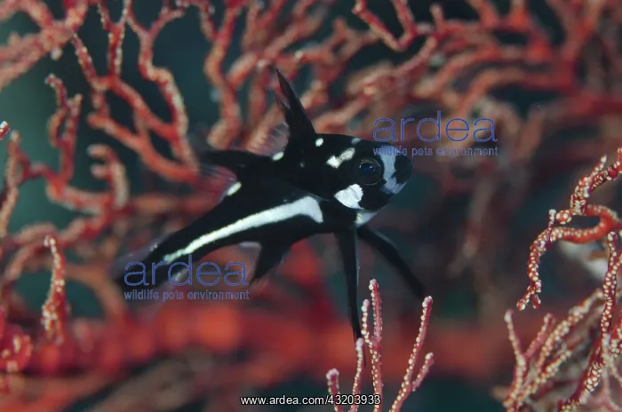 : 80193429 Midnight Snapper - juvenile Romeo dive : 80193429 Midnight Snapper - juvenile Romeo dive