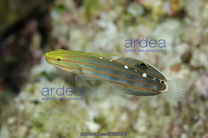 : 80193430 Old Glory Goby / Koumansetta rainfordi : 80193430 Old Glory Goby / Koumansetta rainfordi