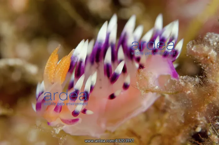 : 80193431 Much-desired Flabellina Nudibranch Night : 80193431 Much-desired Flabellina Nudibranch Night