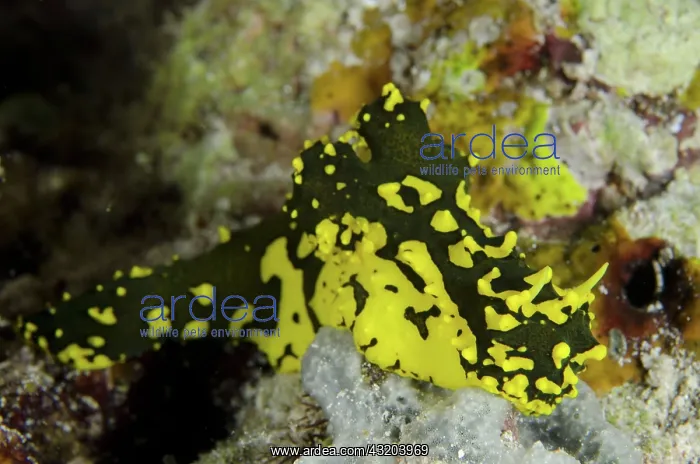 : 80193433 Minor Notodoris Nudibranch Night dive : 80193433 Minor Notodoris Nudibranch Night dive