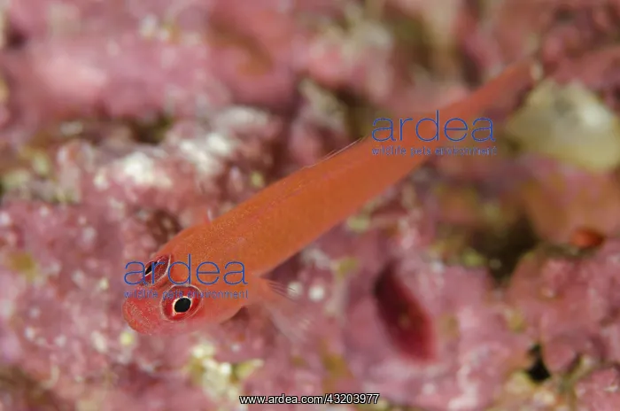 : 80193434 Ringeye Dwarfgoby - on coral Neptune's : 80193434 Ringeye Dwarfgoby - on coral Neptune's