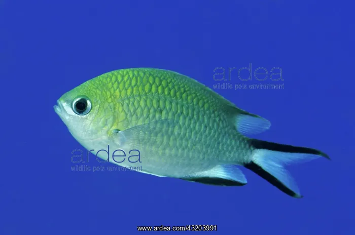 : 80193436 Philippines Chromis Barracuda Rock dive : 80193436 Philippines Chromis Barracuda Rock dive