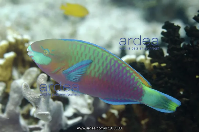 : 80193437 Bleeker's Parrotfish Barracuda Rock dive : 80193437 Bleeker's Parrotfish Barracuda Rock dive