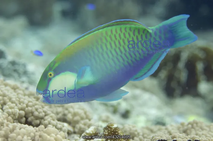  : 80193438 Bleeker's Parrotfish Barracuda Rock dive