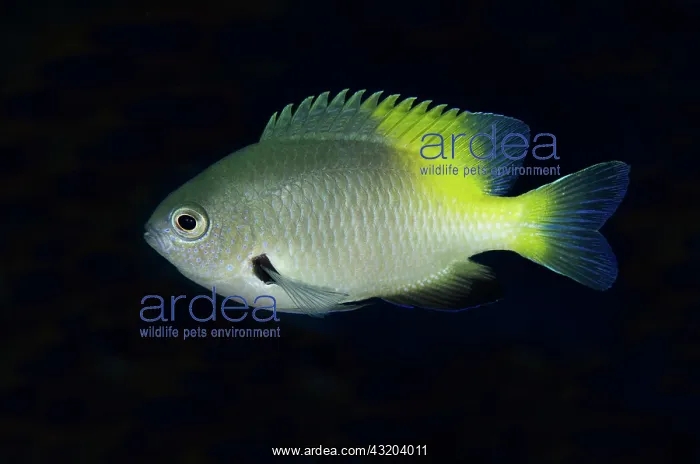  : 80193439 Goldback Damsel Wedding Cake dive site