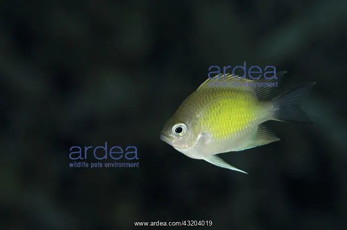  : 80193440 Ternate Chromis Wedding Cake dive site
