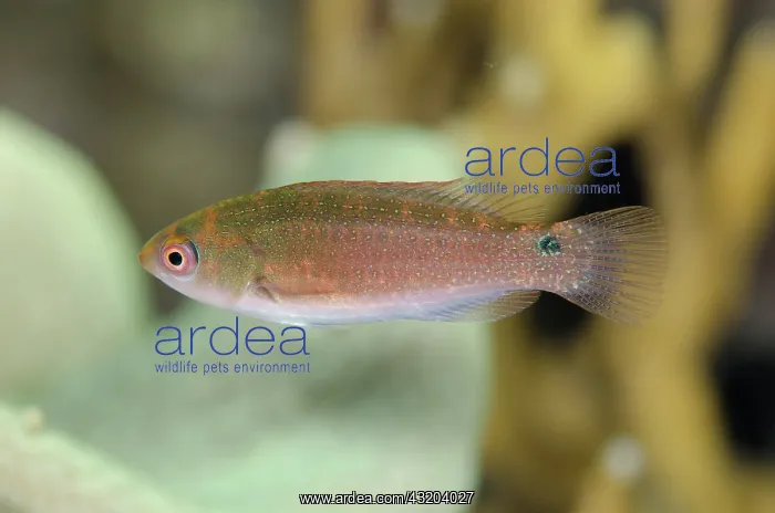 : 80193441 Dotted Fairy-Wrasse - female Anti-chovie : 80193441 Dotted Fairy-Wrasse - female Anti-chovie
