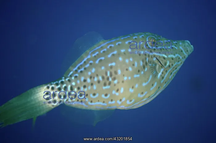  : 80193443 Scrawled Filefish Breakfast dive site Farondii