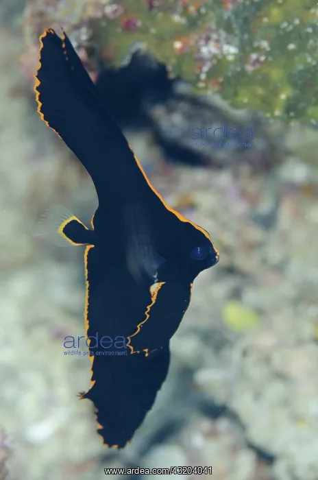 : 80193444 Pinnate Spadefish - juvenile Breakfast : 80193444 Pinnate Spadefish - juvenile Breakfast