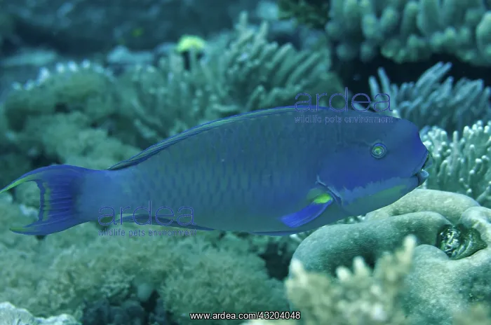 : 80193445 Steephead Parrotfish Breakfast dive site : 80193445 Steephead Parrotfish Breakfast dive site