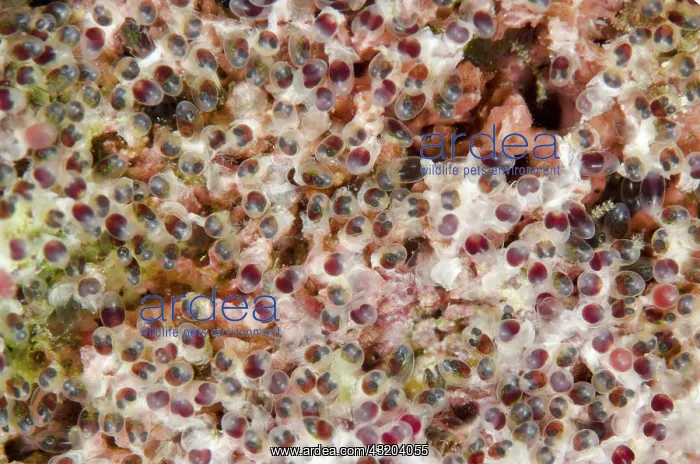 : 80193446 Anemonefish eggs - on rocks Breakfast dive : 80193446 Anemonefish eggs - on rocks Breakfast dive