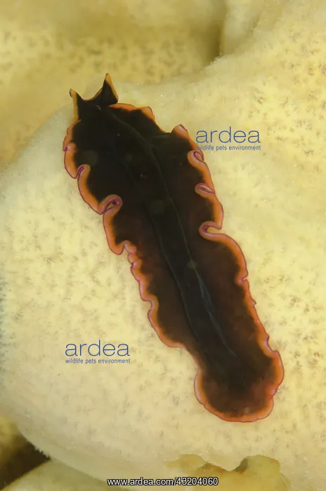 : 80193447 Polyclad Flatworm Raining Anchovies dive : 80193447 Polyclad Flatworm Raining Anchovies dive