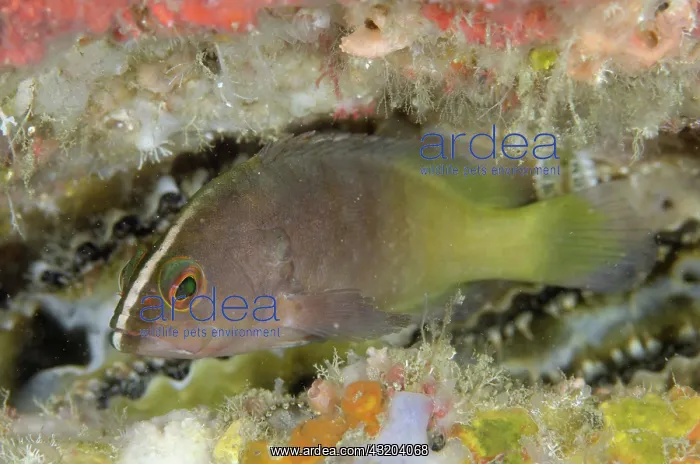 : 80193448 Chocolate Grouper - juvenile Raining Anchovies : 80193448 Chocolate Grouper - juvenile Raining Anchovies