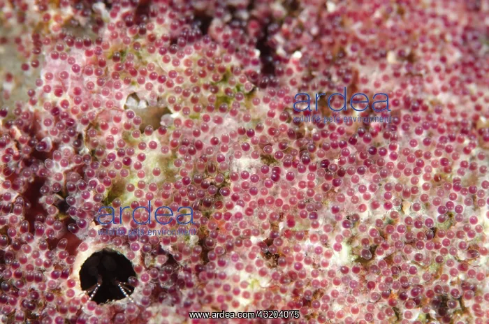 : 80193449 Anemonefish eggs - on rock Keruo Channel : 80193449 Anemonefish eggs - on rock Keruo Channel