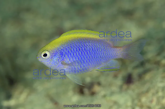 : 80193450 Bleeker's Damselfish Melissa's Garden dive : 80193450 Bleeker's Damselfish Melissa's Garden dive
