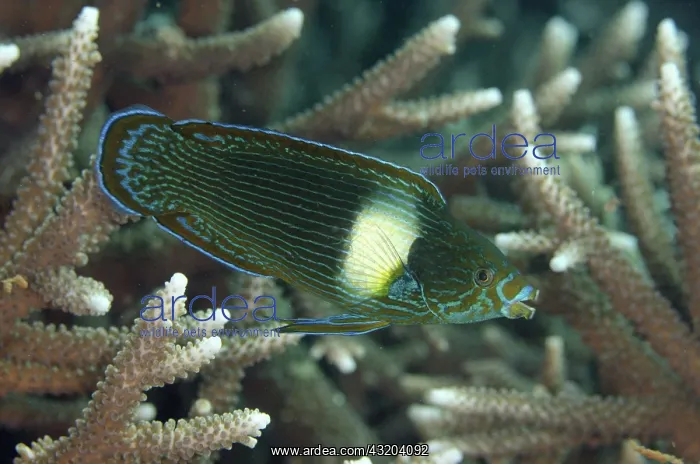 : 80193451 Tubelip Wrasse Melissa's Garden dive site : 80193451 Tubelip Wrasse Melissa's Garden dive site