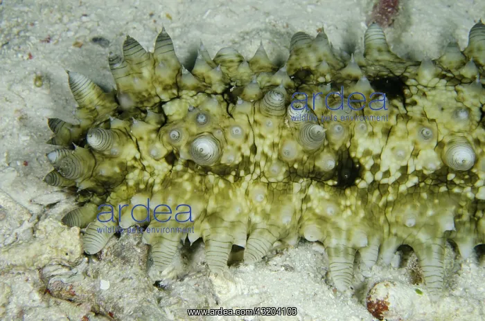 : 80193452 Dragonfish Sea Cucumber - light-sensitive : 80193452 Dragonfish Sea Cucumber - light-sensitive