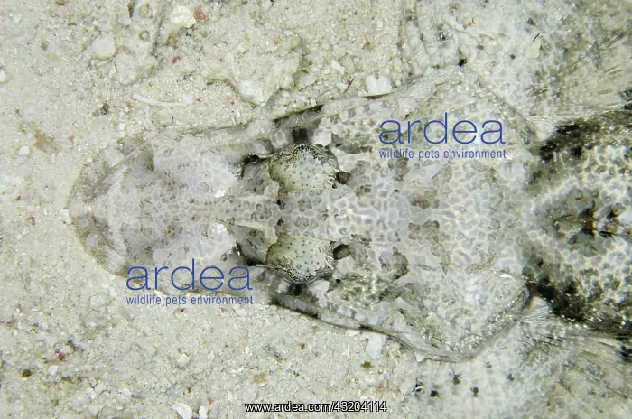 : 80193453 Crocodile Flathead - from above on sand : 80193453 Crocodile Flathead - from above on sand