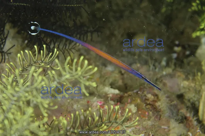 : 80193454 Janss Pipefish Channel Island dive site : 80193454 Janss Pipefish Channel Island dive site