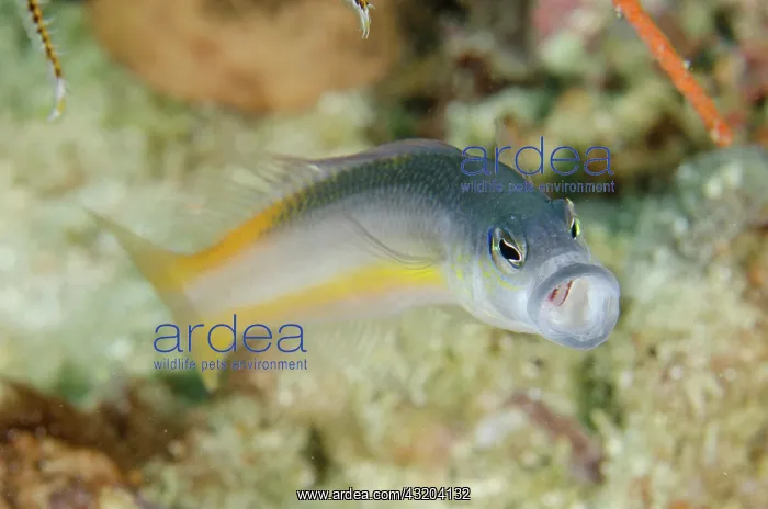 : 80193455 Ammer's Dottyback - endemic to Raja Ampat : 80193455 Ammer's Dottyback - endemic to Raja Ampat