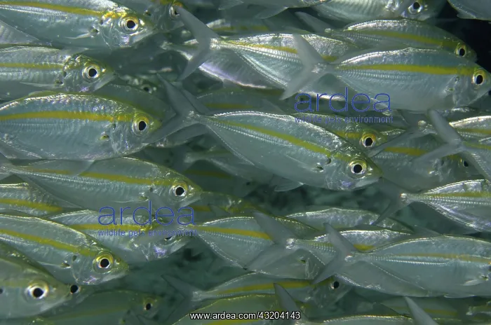 : 80193456 Yellowstripe Scad - school Cendana Jetty : 80193456 Yellowstripe Scad - school Cendana Jetty