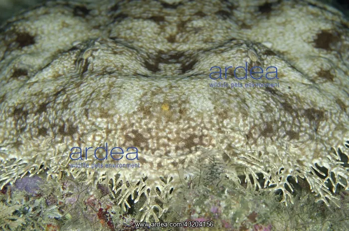 : 80193457 Tasselled Wobbegong Shark Cendana Jetty : 80193457 Tasselled Wobbegong Shark Cendana Jetty