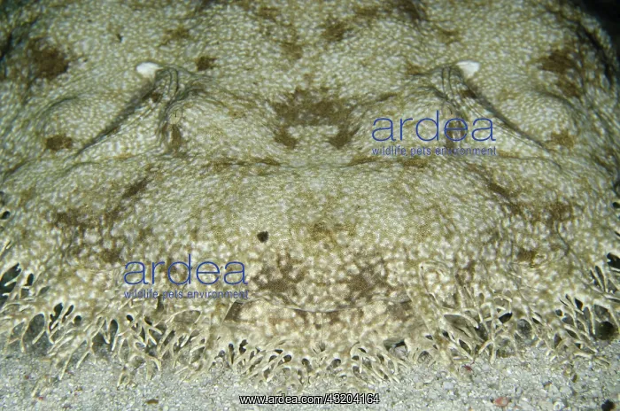 : 80193458 Tasselled Wobbegong Shark Cendana Jetty : 80193458 Tasselled Wobbegong Shark Cendana Jetty
