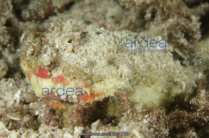 : 80193459 Stonefish - juvenile Night dive, Cendana : 80193459 Stonefish - juvenile Night dive, Cendana