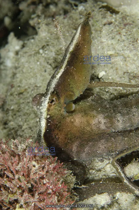 : 80193460 Algae Octopus Night dive, Cendana Fuel : 80193460 Algae Octopus Night dive, Cendana Fuel