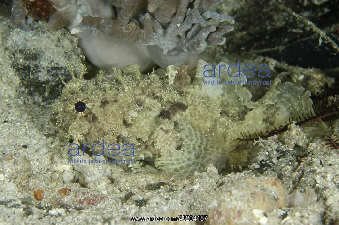 : 80193461 Banded Toadfish Night dive, Cendana Fuel