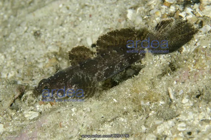 : 80193462 Hasselt's Goby Night dive, Cendana Fuel : 80193462 Hasselt's Goby Night dive, Cendana Fuel