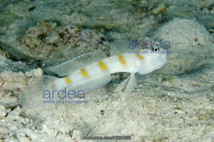 : 80193463 Arcfin Shrimpgoby - giving warning yawn : 80193463 Arcfin Shrimpgoby - giving warning yawn