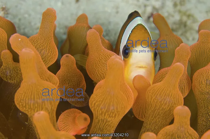: 80193464 Clark's Anemonefish - in Bubble Tip Anemone : 80193464 Clark's Anemonefish - in Bubble Tip Anemone