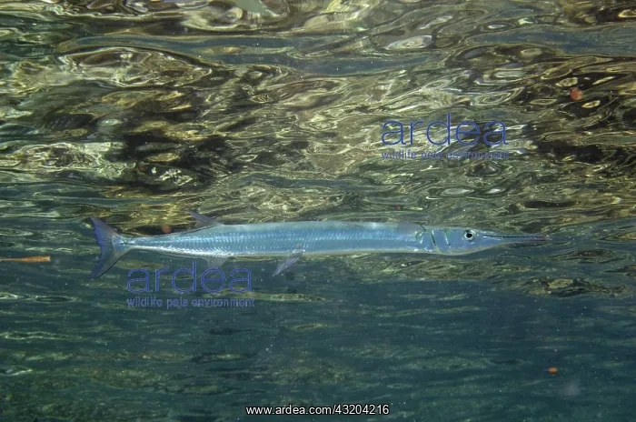 : 80193465 Reef Needlefish - near surface - Mangrove : 80193465 Reef Needlefish - near surface - Mangrove