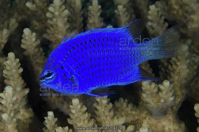 : 80193466 Springer's Damselfish - Mangrove Ridge : 80193466 Springer's Damselfish - Mangrove Ridge