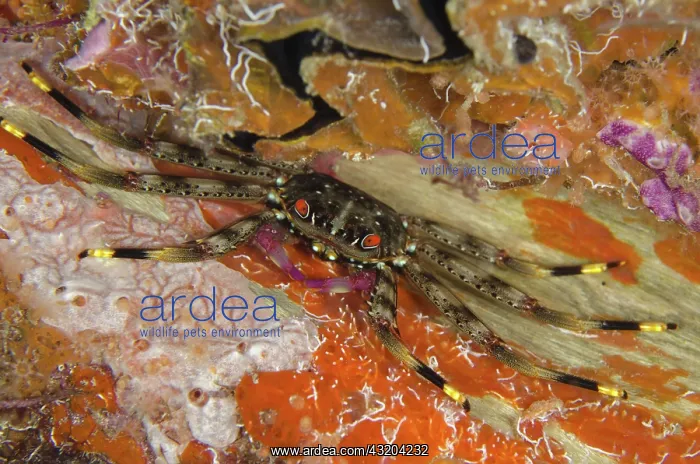 : 80193467 Flat Rock Crab - Night dive, Arborek Jetty : 80193467 Flat Rock Crab - Night dive, Arborek Jetty