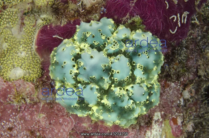 : 80193468 Tunicates - Night dive, Arborek Jetty dive : 80193468 Tunicates - Night dive, Arborek Jetty dive