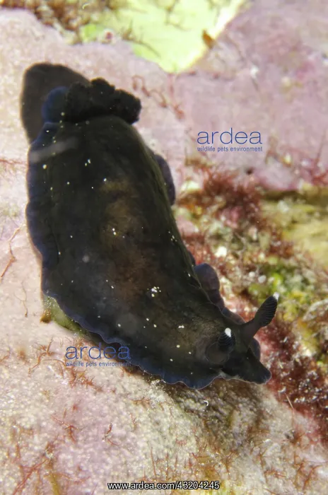 : 80193469 Black Dendrodoris Nudibranch - Night dive : 80193469 Black Dendrodoris Nudibranch - Night dive