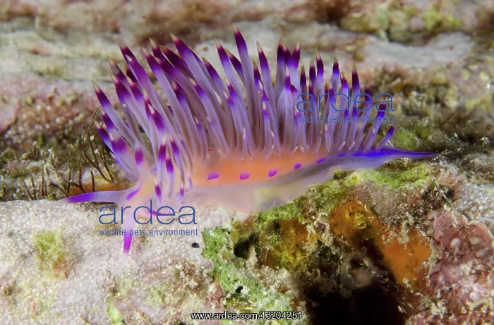 : 80193470 Red-lined Flabellina Nudibranch - Night : 80193470 Red-lined Flabellina Nudibranch - Night